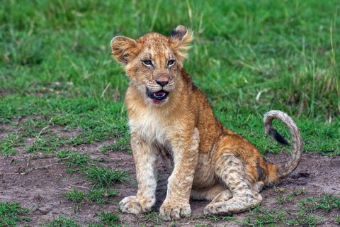 Lion offspring (Panthera leo), turtle cub, Masai Mara, Kenya