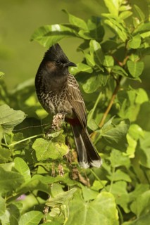 Red-vented Bulbul (Pycnonotus cafer)