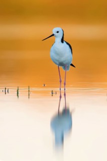 White-headed Stilt (Himantopus leucocephalus), Victoria, Australia