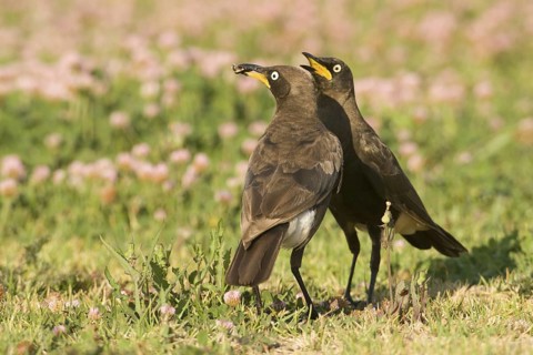 Pied Starling (Lamprotornis bicolor) pair, South Africa