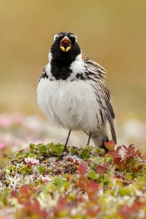 Lapland Longspur (Calcarius lapponicus) perched on the tundra in Nome, Alaska