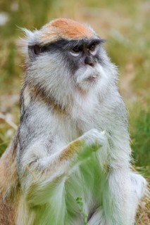 Western hussar monkey (Erythrocebus patas patas), captive, occurring in Africa