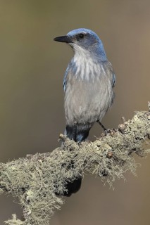 California Scrub Jay (Aphelocoma californica), New Mexico, USA