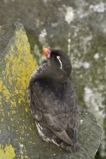 Parakeet Auklet (Aethia psittacula), Alaska, USA
