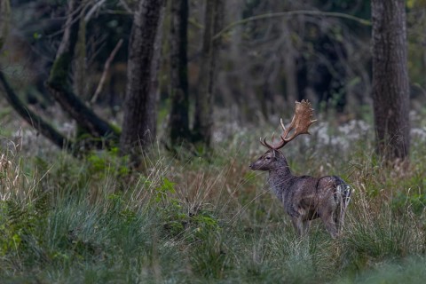 A young fallow deer (Dama dama) observes the activity on the rutting ground, rutting, mating