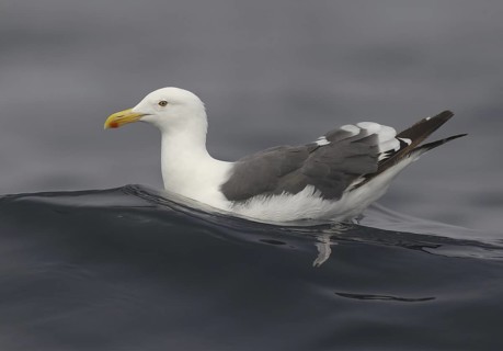 Western Gull (Larus occidentalis), California, USA