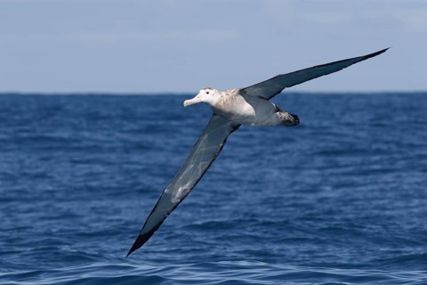 Wandering Albatross (Diomedea exulans) flying, Victoria, Australia