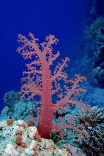 Klunzinger's tree coral (Dendronephthya klunzingeri)