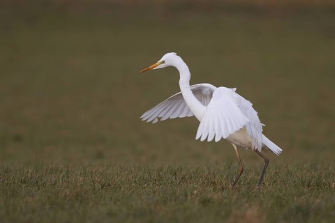 Great Egret (Ardea alba), North Rhine-Westphalia, Germany