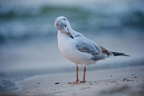 Juvenile black-headed gull (Larus ridibundus) standing on the sandy shoreline and preening its