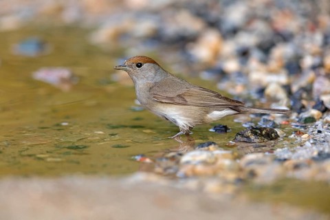 Blackcap, Sylvia atricapilla, Fauvette à tête noire, Curruca Capirotada Lesbos, Greece