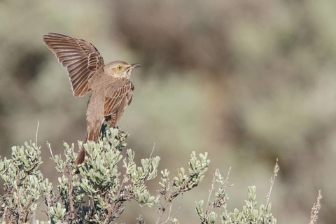 Sage Thrasher (Oreoscoptes montanus) perched on a branch in central Washington State, USA