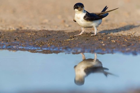 House martin, (Delichon urbica), animals, birds, swallows, seeks nesting material, mud, clay,