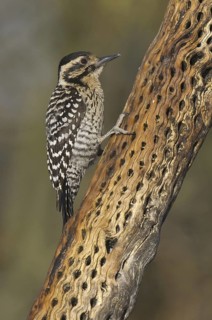 Ladder-backed Woodpecker (Dryobates scalaris), Arizona, USA