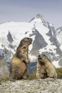Alpine marmots (Marmota marmota) couple calling in front of the snow covered mountain