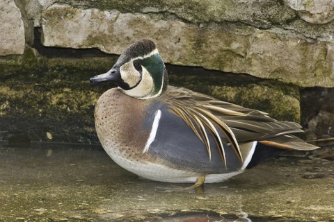 Baikal Teal (Sibirionetta formosa) male, Illinois, USA