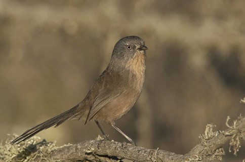 Wrentit (Chamaea fasciata), California, USA