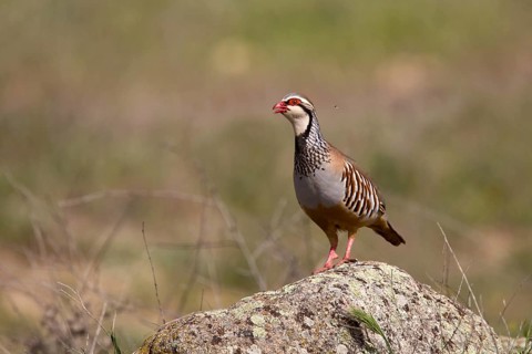 Red-legged Partridge (Alectoris rufa) calling, Castile-La Mancha, Spain