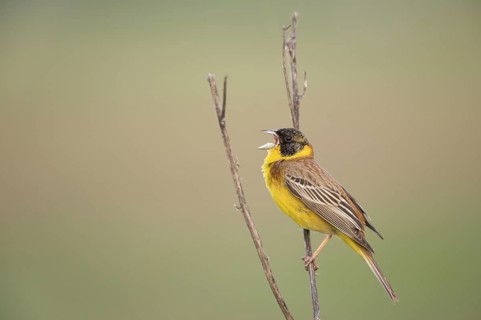 Black-headed Bunting (Emberiza melanocephala) male singing, perched on a branch, Bulgaria