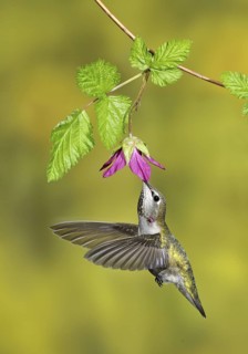 Anna's Hummingbird (Calypte anna), British Columbia, Canada