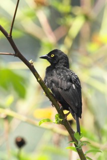 Vieillot's Black Weaver (Ploceus nigerrimus) male, Queen Elizabeth National Park, Uganda