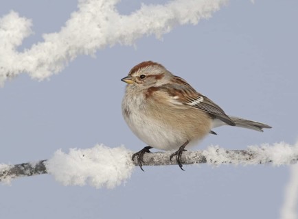 American Tree Sparrow (Spizelloides arborea), Ohio, USA