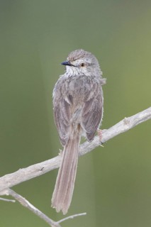 Karoo Prinia (Prinia maculosa), Western Cape, South Africa