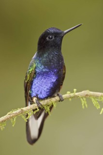 Velvet-purple Coronet (Boissonneaua jardini), Ecuador