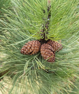 Taurus black pine (Pinus nigra subsp. pallasiana), Viewing garden University of Applied Sciences W,