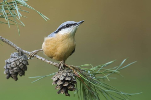 Eurasian Nuthatch (Sitta europaea), Rhineland-Palatinate, Germany