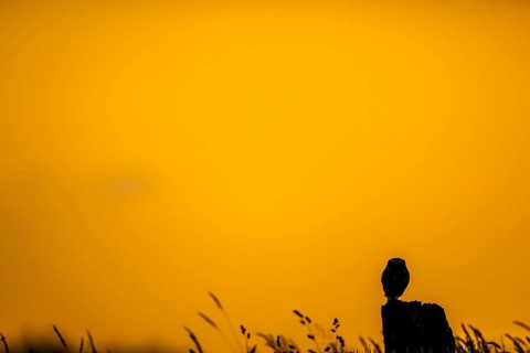 The silhouette of an owl Little Owl (Athene noctua) stands out clearly against a yellow, expansive