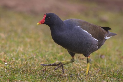 Common Moorhen (Gallinula chloropus) foraging, North Rhine-Westphalia, Germany