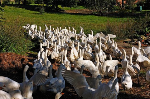 Domestic geese, domesticated form of the grey goose (Anser anser), run out of the barn onto a