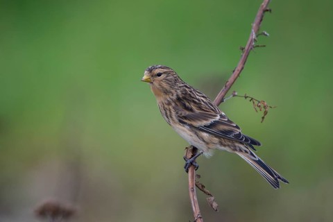 Twite (Linaria flavirostris), Schleswig-Holstein, Germany