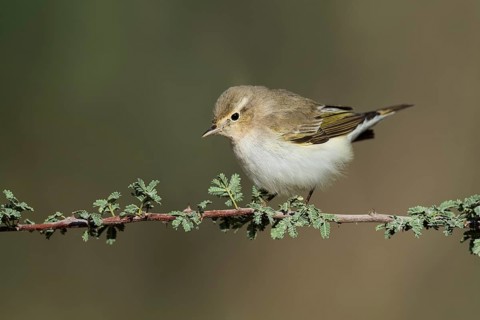 Western Bonelli's Warbler (Phylloscopus bonelli), Eilat, Israel