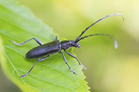 Capricorn beetle, (Cerambyx scopolii), scopolis longhorned beetle, beech longhorned beetle, beech