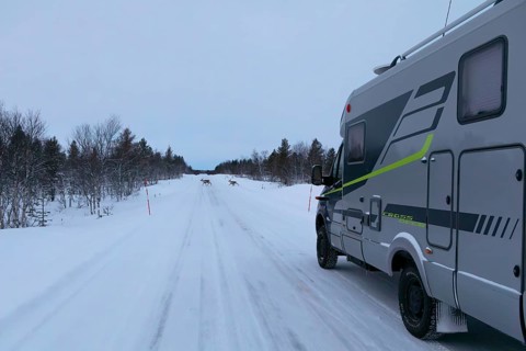 Reindeer cross snow-covered road in front of motorhome in winter, Lapland, Finland