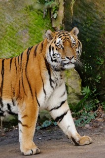 A majestic tiger walks on an earthy ground in front of a green covered background, Siberian tiger
