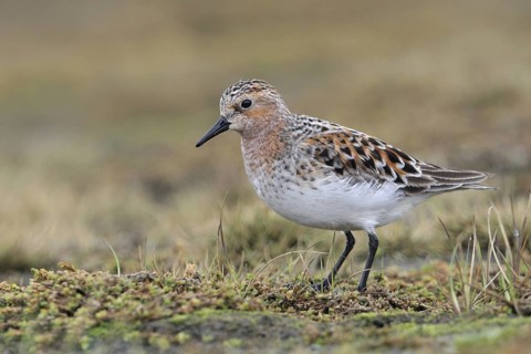 Red-necked Stint (Calidris ruficollis), Alaska, USA