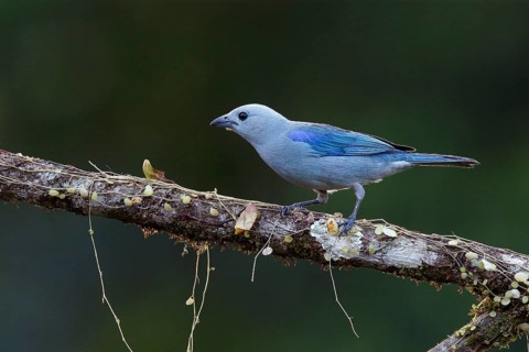 Blue-grey Tanager (Thraupis episcopus) perched on a branch, Costa Rica