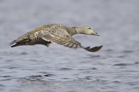 Common Eider (Somateria mollissima) female flying, Manitoba, Canada