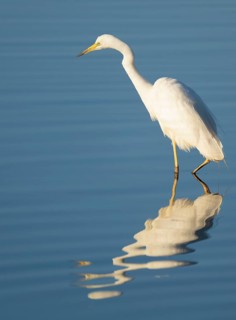 Great White Egret (Ardea alba) foraging in the shallow water zone of a lake, blue water, Lower