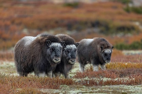 Musk ox calves (Ovibos moschatus) look like big balls of wool, baby animals, autumn, autumn