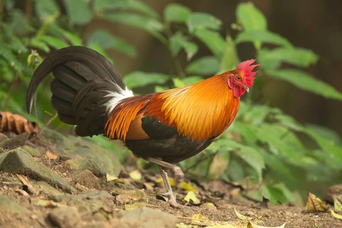 Red Junglefowl (Gallus gallus) male, Yunnan, China