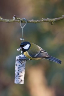 Great Tit (Parus major), Schleswig-Holstein, Germany