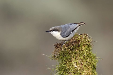 Pygmy Nuthatch Sitta pygmaea Cabin Lake, Oregon, United States 5 May Adult SITTIDAE