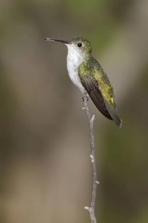 White-bellied Hummingbird (Leucippus chionogaster) perched on a branch in Bolivia, South America