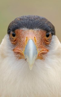 Northern Crested Caracara (Caracara cheriway), Texas, USA