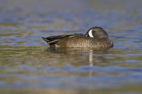 Blue-winged Teal (Spatula discors) male, Texas, USA