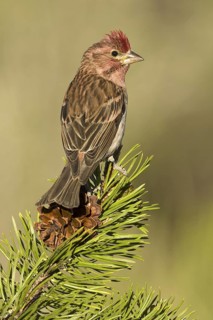 Cassin's Finch (Haemorhous cassinii) male, Oregon, USA